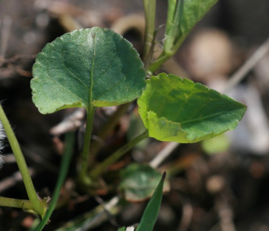 Viola riviniana